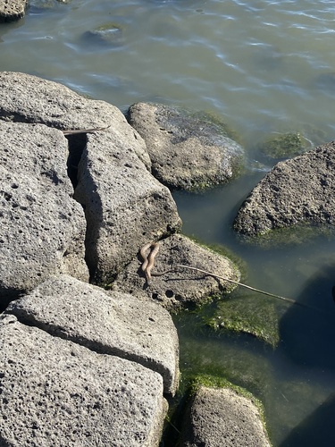 Tiger Snake sighting