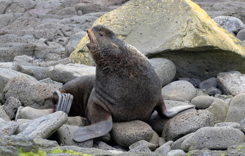 Northern Fur Seal