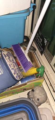 Coastal Carpet Python sighting