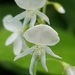 Hylodesmum pauciflorum - Photo (c) jhinds, כל הזכויות שמורות, הועלה על ידי jhinds