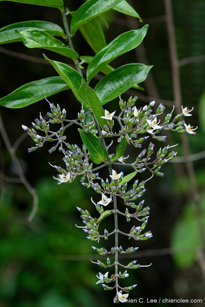 Diplectria divaricata (Diplectria divaricata)