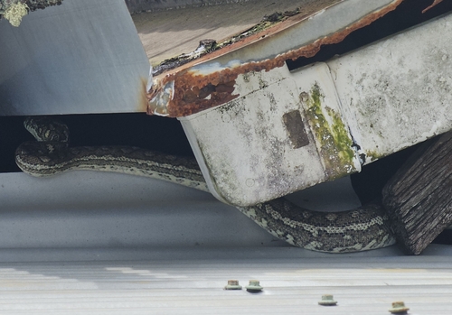 Coastal Carpet Python sighting