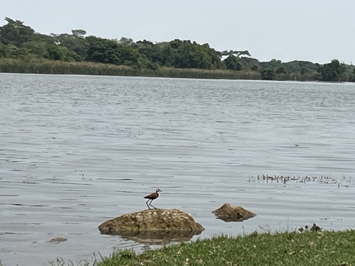 African Jacana