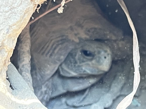 Speke's Hinge-back Tortoise