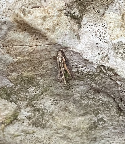 vreckovec stromový (Psyche casta)