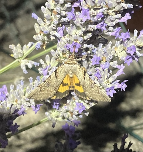 stužkavec trnkový (Catocala hymenaea)