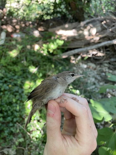 Svilorepa (Cettia cetti)