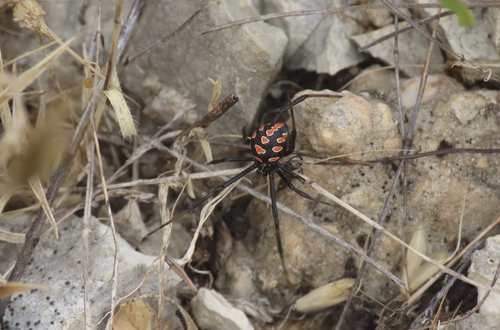Crna udovica (Latrodectus tredecimguttatus)