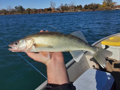 Walleye