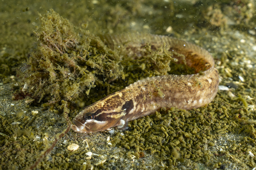 Esselenichthys carli