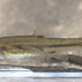 Longfin Dace - Photo (c) Cody Hough, all rights reserved, uploaded by Cody Hough