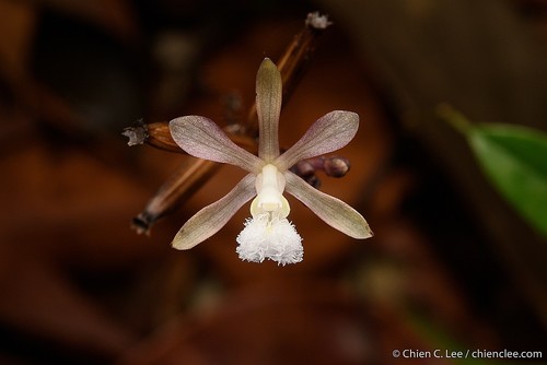 Lecanorchis