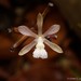 Lecanorchis multiflora - Photo (c) Chien Lee, todos los derechos reservados, subido por Chien Lee