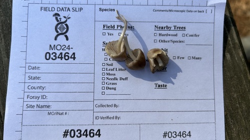 Mycena inclinata (Photo 2 of 3)