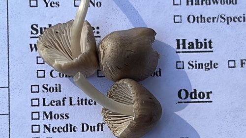 Mycena inclinata (Photo 3 of 3)