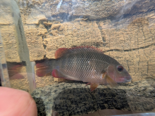 Paretroplus nourissati photo