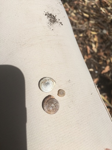 Huachuca Woodland Snail