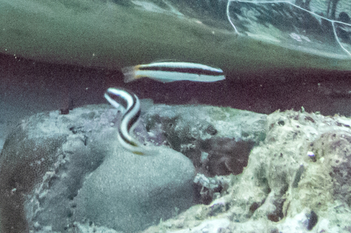 Blue-headed Wrasse — seen at this dive site