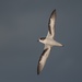Pterodroma cahow - Photo (c) derekrogers, todos los derechos reservados