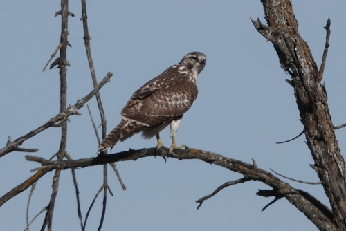 Red-tailed Hawk