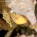 Observation photo