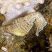 Observation photo