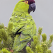 Maroon-fronted Parrot - Photo (c) Daniel Garza Tobón, all rights reserved, uploaded by Daniel Garza Tobón