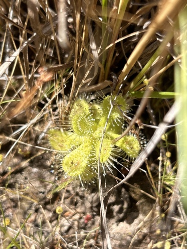 Tooth Sundew
