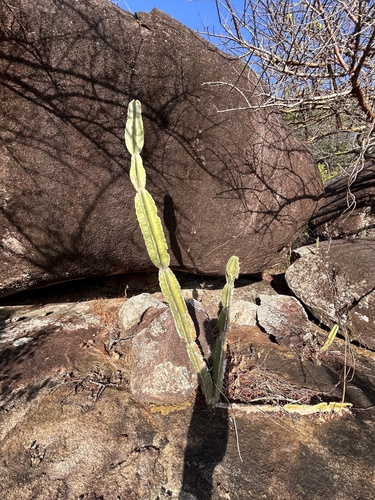 lady-of-the-night cactus