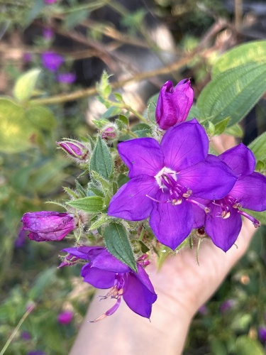 Rhynchanthera grandiflora
