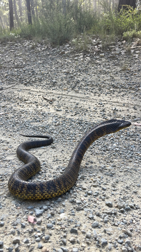 Tiger Snake sighting