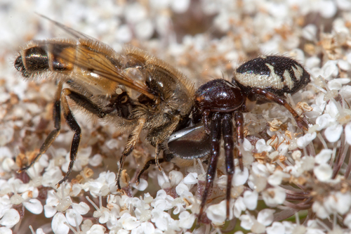 Napoleon Spider