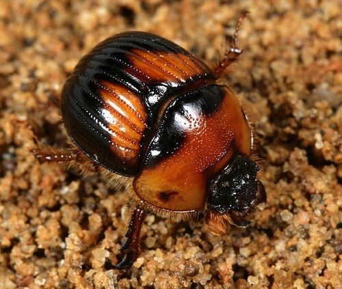 Fancy Dung Beetle (Insects of Ohio) · iNaturalist