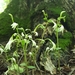 Three Birds Orchid - Photo (c) Cindy Westfall, all rights reserved, uploaded by Cindy Westfall