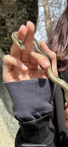 iNaturalist observation photo of Mountain Garter Snake