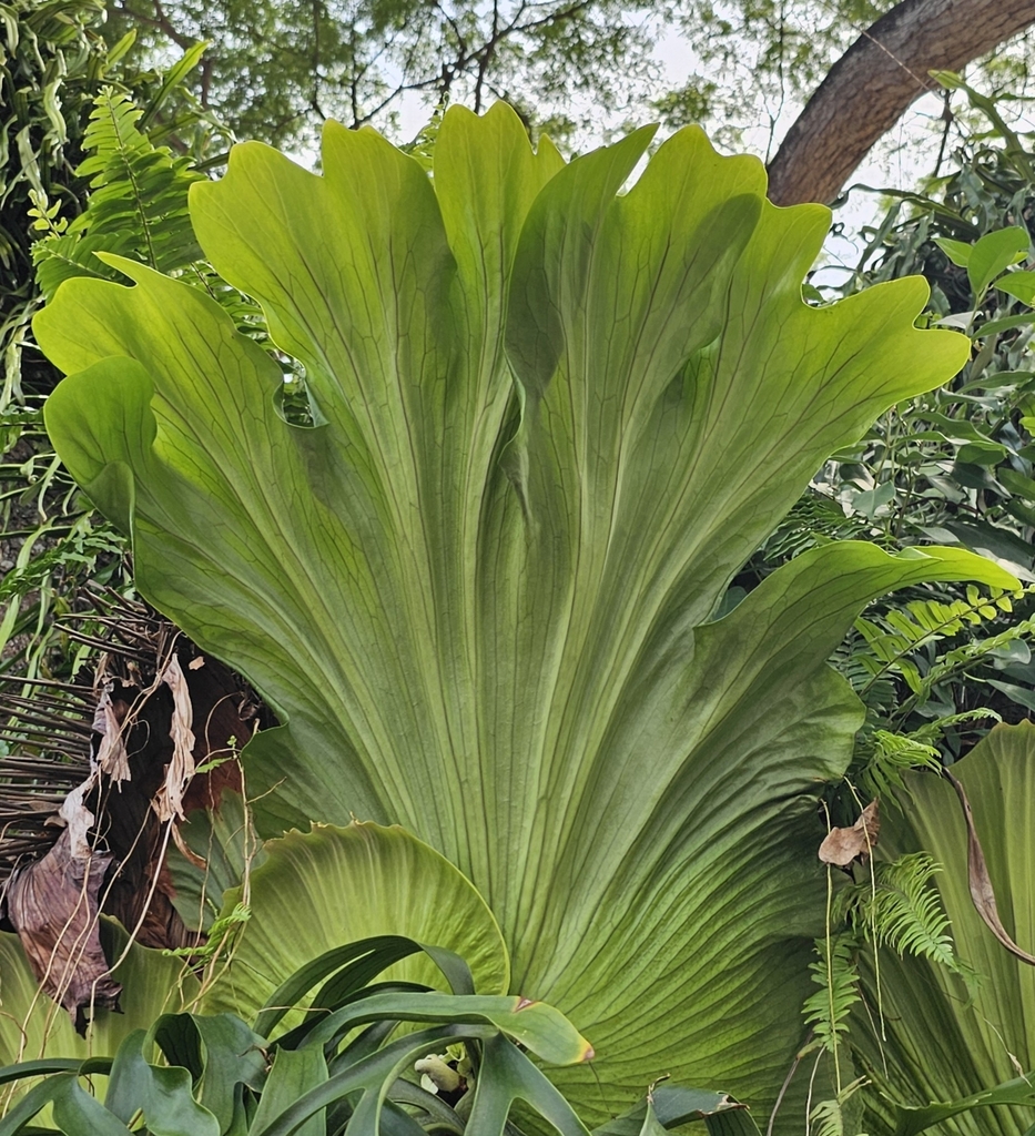 Platycerium coronarium · iNaturalist