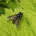 Yellow-shielded Quicksilver - Photo (c) Jeremy Gatten, all rights reserved, uploaded by Jeremy Gatten