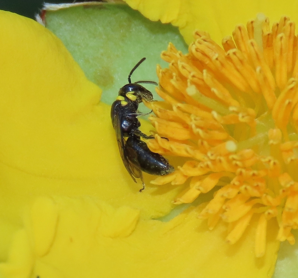 Masked Bees from Wallaga Lake NSW 2546, Australia on October 28, 2024 ...