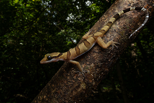 Cyrtodactylus khlonghatensis