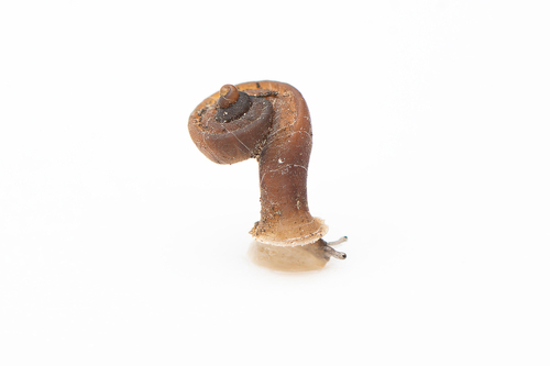 Hypselostoma srakeoensis