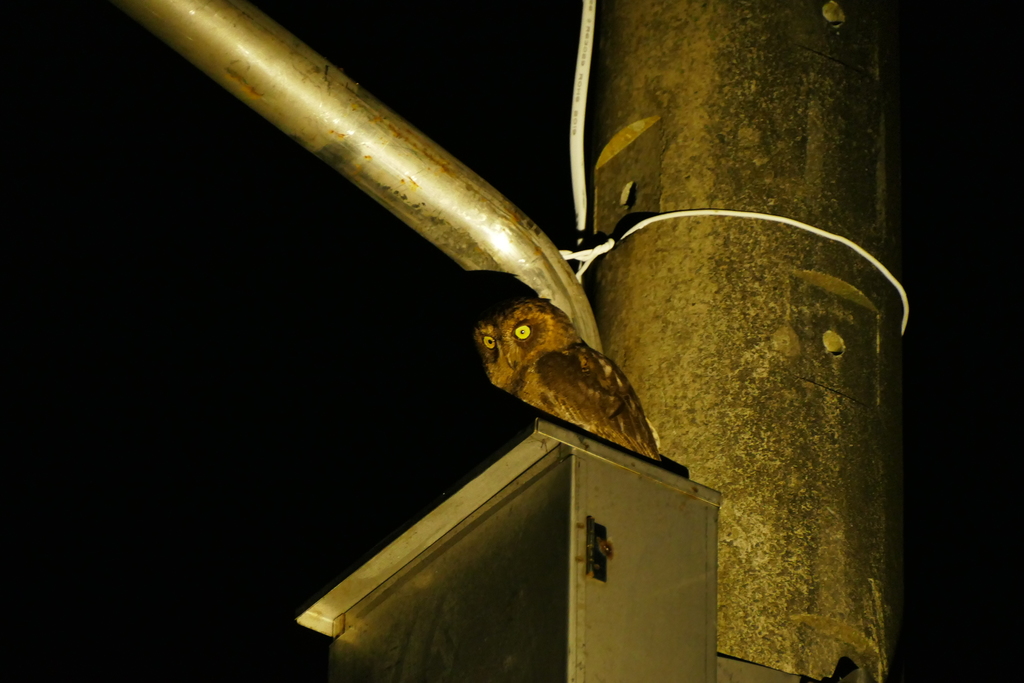 Otus elegans botelensis in July 2019 by 郭晉安 · iNaturalist