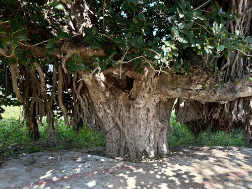 Indian banyan