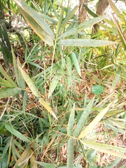 Image of Bambusa vulgaris