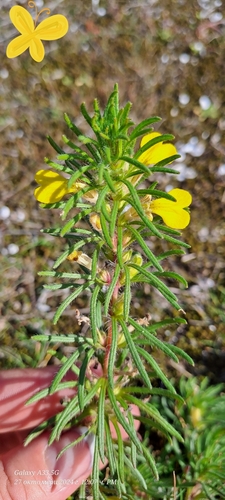 Ground-pine