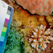 星形盤珊瑚 - Photo (c) Ryan McMinds，保留所有權利
