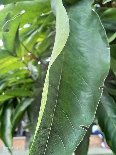 Croton draco - Árbol completo en borde de bosque perturbado