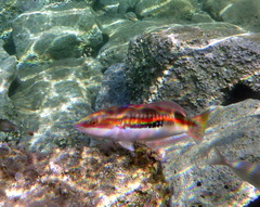Mediterranean rainbow wrasse