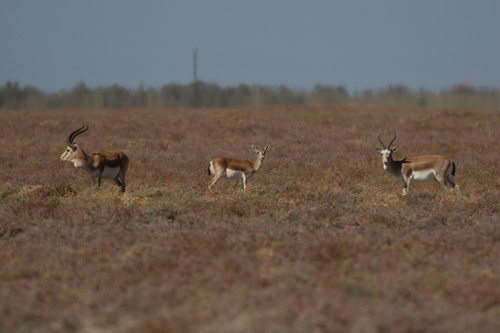 Persian gazelle