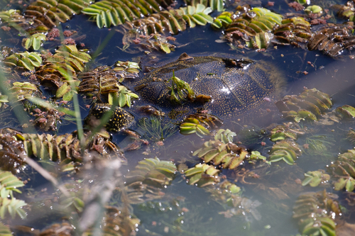 European Pond Turtle