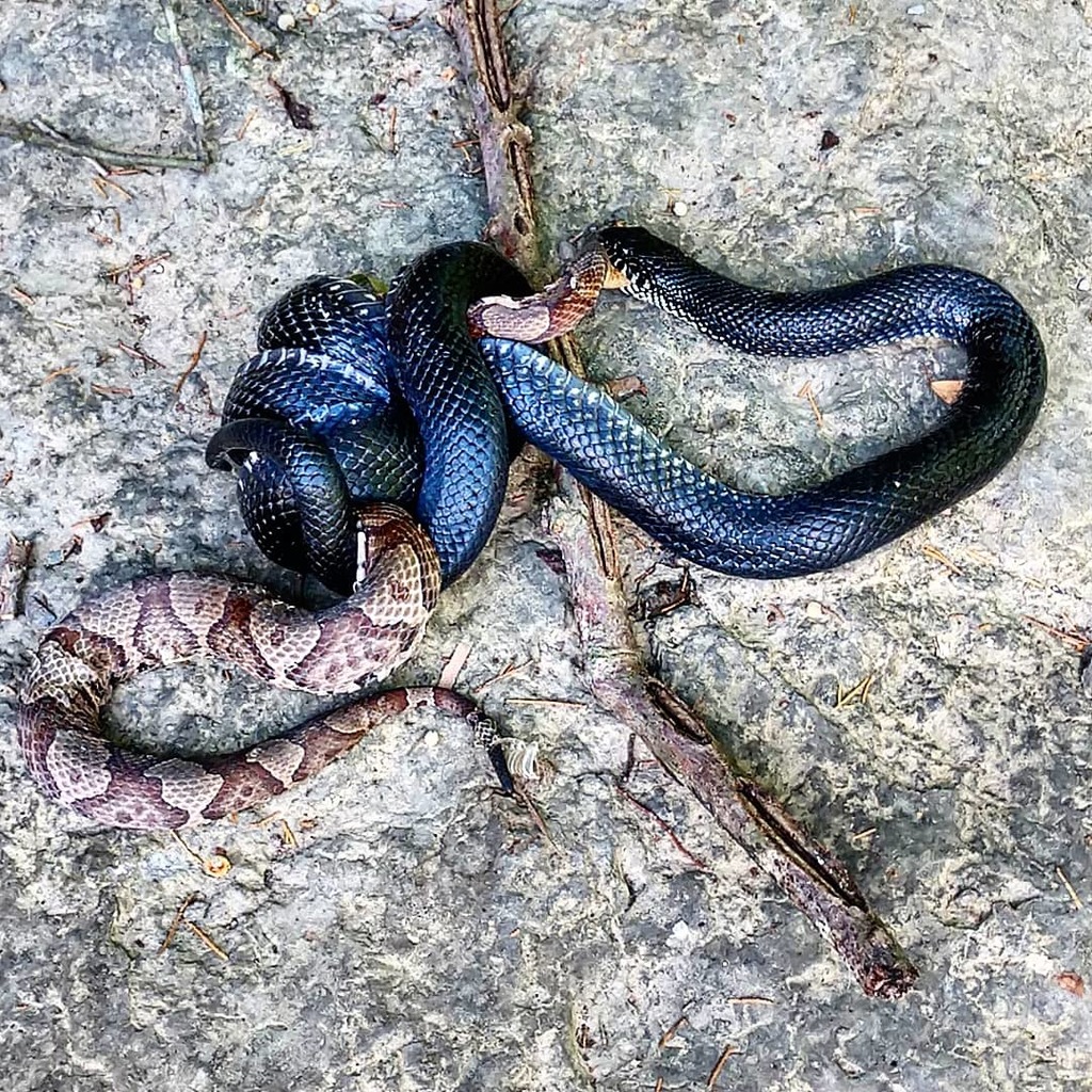Black Kingsnake from Hilham, TN 38568, USA on July 9, 2019 by Rev